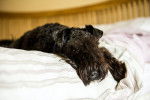 Photo Kerry Blue Terrier