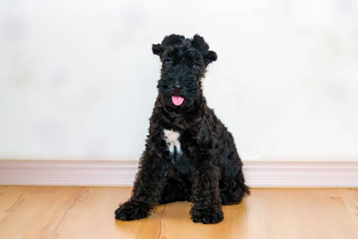 Photo Kerry Blue Terrier