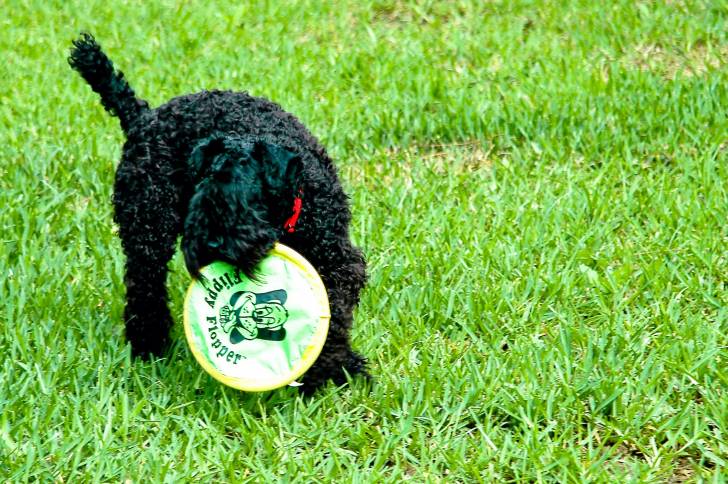 Photo Kerry Blue Terrier