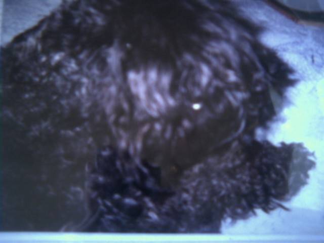 Volga - Kerry Blue Terrier Femelle (8 ans)