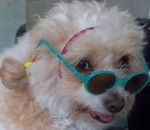 Tobby - Caniche M&acirc;le (10 ans)