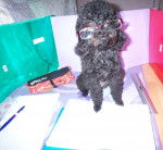 Caline fait ses devoirs ! - Caniche (2 ans)