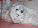 Chanel - Caniche (2 ans)