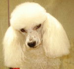 Benny - Caniche M&acirc;le (3 ans)