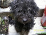 pelusa - Caniche (2 ans)