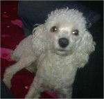 Pelusa;$ - Caniche (12 ans)