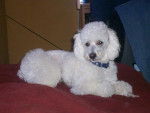 PeluzZiitha!! *-* - Caniche (12 ans)