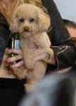Gaga's dog :3 - Caniche Mâle