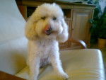 Missy - Caniche (8 ans)