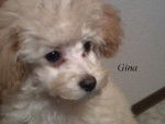 Gina - Caniche (1 an)