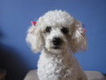 Princesita - Caniche (3 ans)