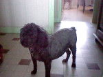 Okley - Caniche M&acirc;le (12 ans)