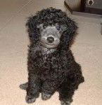 sasha - Caniche (3 ans)