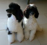 eden - Caniche (3 ans)