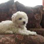 Nala - Caniche (1 an)