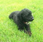 caniche - Caniche (3 mois)