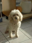 Caramelle - Caniche (11 ans)