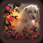 méguy - Caniche (14 ans)