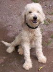 CHARMING - Caniche Mâle (9 ans)