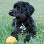 Jake - Caniche M&acirc;le (10 ans)