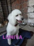 LUNITA - Caniche (2 ans)