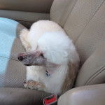 Maxwell - Caniche M&acirc;le (13 ans)