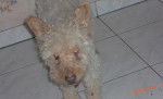 funky - Caniche M&acirc;le (15 ans)