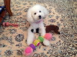 Coconut - Caniche (2 ans)