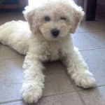 Caty - Caniche (8 mois)