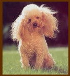 princesse - Caniche (4 ans)