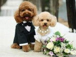 doggie wedding - Caniche (1 an)