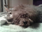 Bouclette - Caniche (11 ans)
