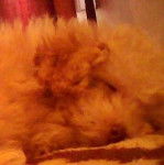 Connie - Caniche (1 an)