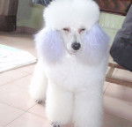 Gino - Caniche M&acirc;le (2 ans)