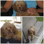 shiko - Caniche M&acirc;le (2 ans)