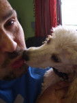 Scotch donne un bisou.. - Caniche