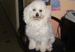 mon petit bichon uline - Caniche