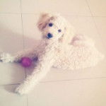 Woody - Caniche M&acirc;le (1 an)