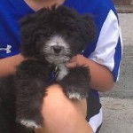 obie - Caniche M&acirc;le (5 mois)