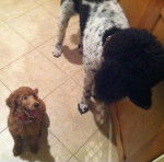 ?ella and coco - Caniche (1 an)