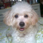 Pinky Larios - Caniche (4 ans)