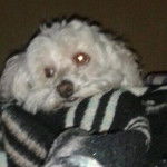 Pinky Larios2 - Caniche (3 ans)