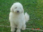 caniche moyen - Puffy - Caniche