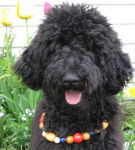 Bud caniche royal - Caniche