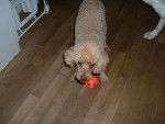 LEO Caniche abricot 12 ans - Caniche (12 ans)