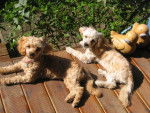 CANICHES ~~~ HELOISE ET CLEMENTINE - Caniche