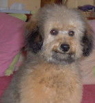 caniche ***NOISETTE*** - Caniche