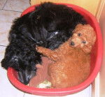 cocker et caniche nain, Babyliss et Toy - Caniche