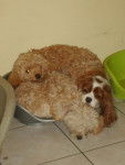 CANICHE ET CAVALIER KING CHARLES ~~~HELOISE CLEMENTINE ET VALENTINE - Caniche