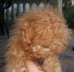 caniche nain Toy - Caniche